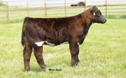 Daughter by Unforgiven Daughter by Unforgiven width=