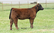 Heifer calf by Bojo Heifer calf by Bojo