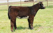 Heifer calf by Monopoly Heifer calf by Monopoly