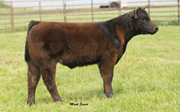 Steer calf by Monopoly Steer calf by Monopoly