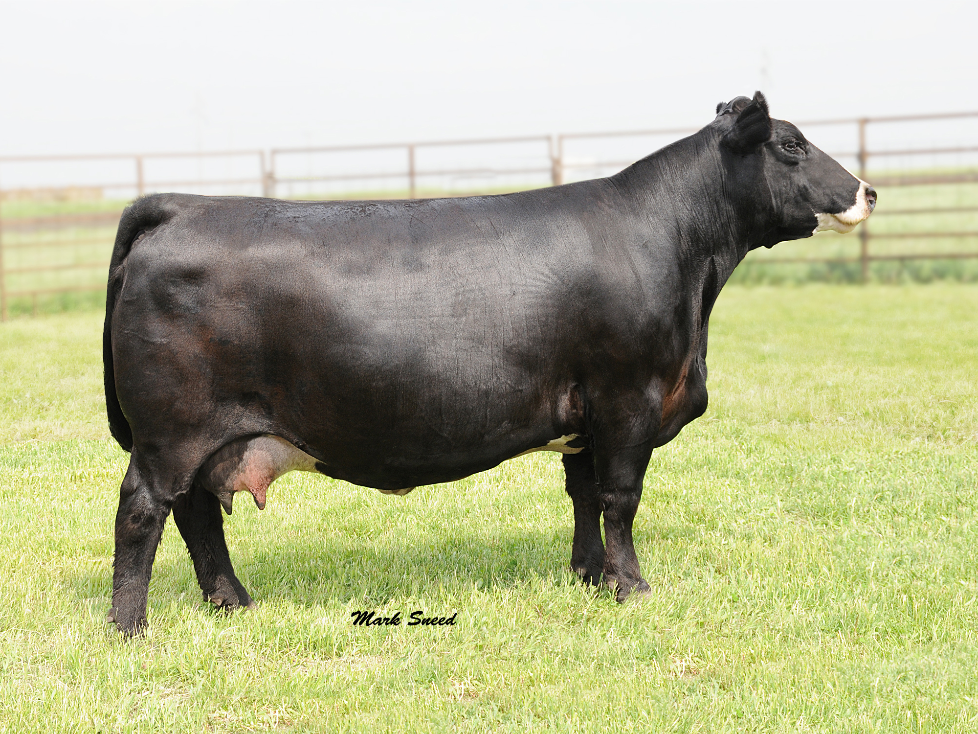 GA Ginger 534R