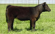GA Ginger Daughter - Smooth Sailing GA Ginger Daughter - Smooth Sailing