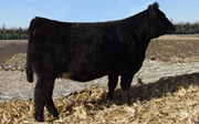 GA Miss Meyer 905W GA Miss Meyer 905W