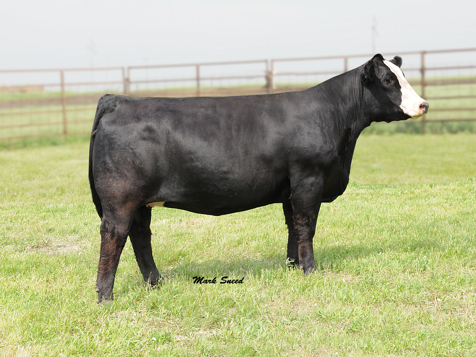 GA Miss Macho 954W GA Miss Macho 954W
