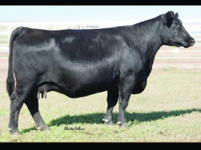 SCC Lady Sue 1486 SCC Lady Sue 1486